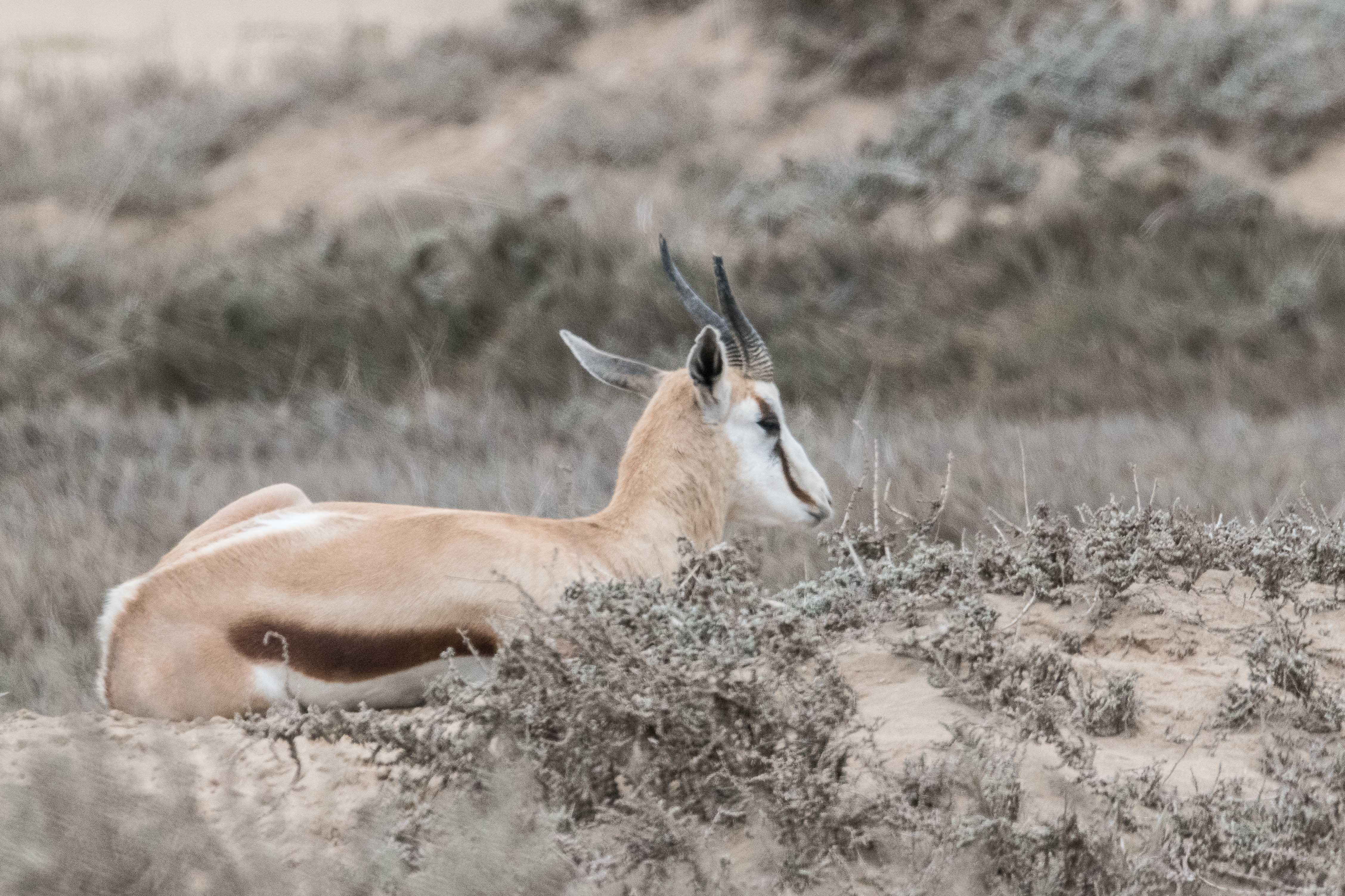 Springbok (Springbuck, Antidorcas marsupialis), adulte se reposant dans les dunes du Delta de la rivière Kuiseb, Parc National de Dorob, Namibie..